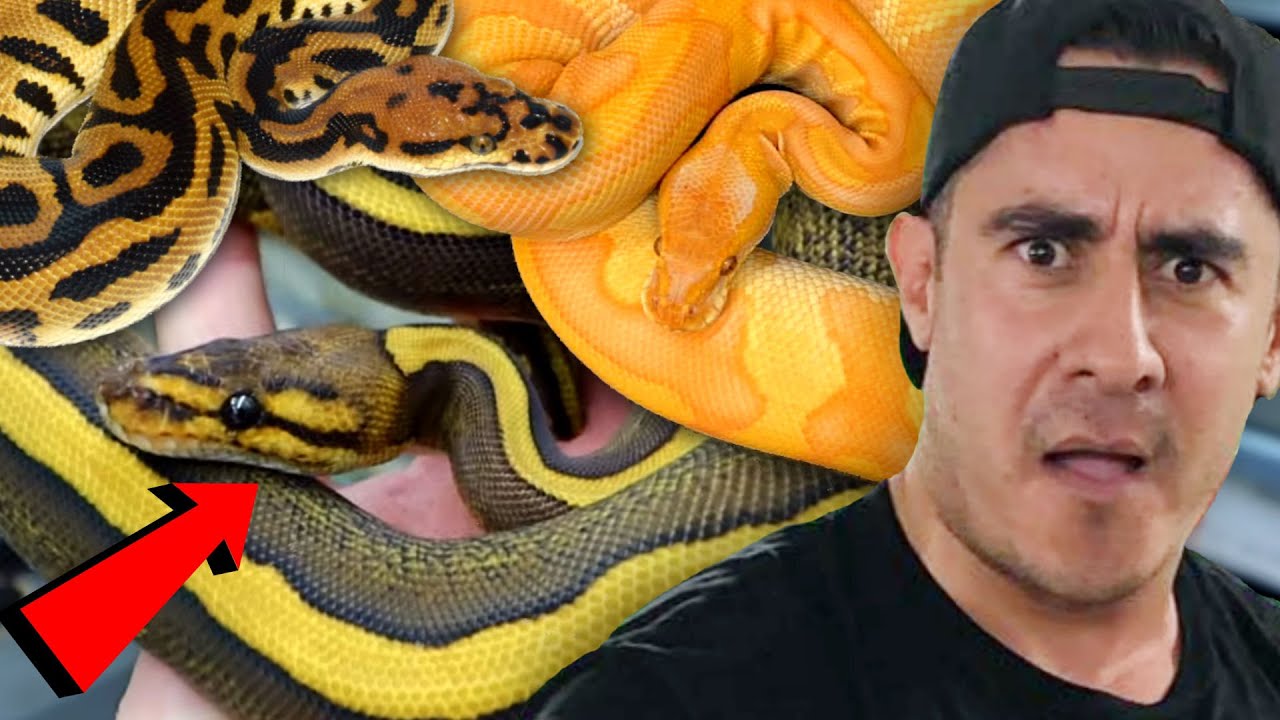 THESE SNAKES ARE UNREAL!!! RARE BALL PYTHON COLLECTION AT JKOBYLKA REPTILES!!!