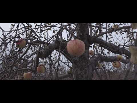 Sholan Farms BMPCC 6K