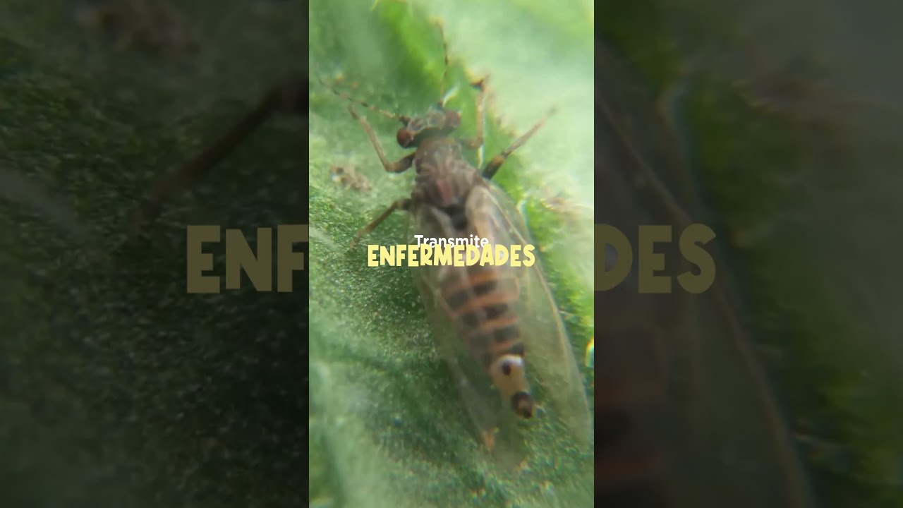 Zebra Chip: cuidado con tus papas fritas