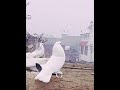Accha Sila Diya Tune Mere Pyar Ka Kabutar Short Viralshort Kabutarstatus Kabutarbazi Trendshort