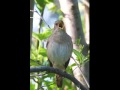 Beethoven 6th Symphony With Birdsongs