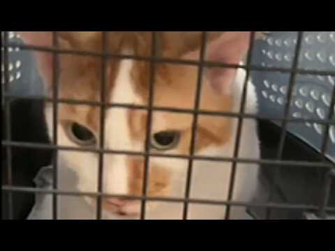 Diese Katze lag buchstäblich auf dem Euthanasietisch – dann kam ein Fremder 120 Sekunden zu spät ...