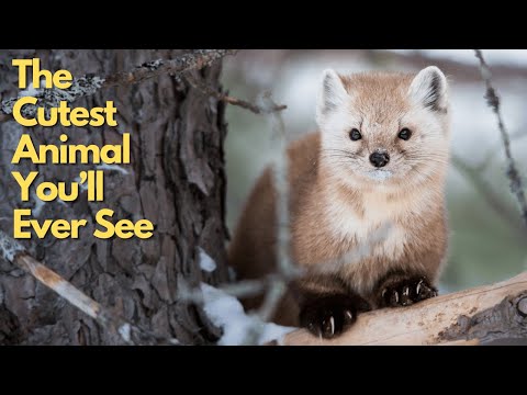 The Most Cute Animal from Japan - Sables