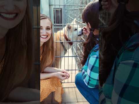 Things you must check before selecting a new Puppy 🐕