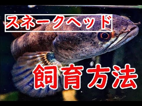 スネークヘッド 植物