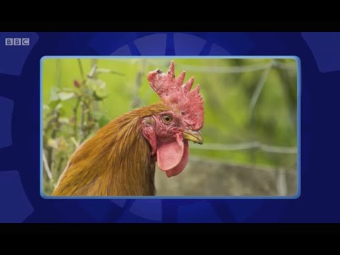 Only Connect - Series 11 - Episode 2