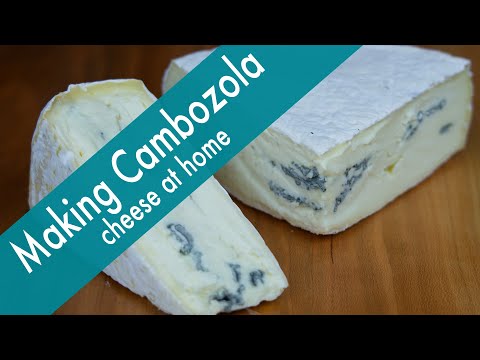 Making Cambozola Cheese at Home -- incredibly delicious!