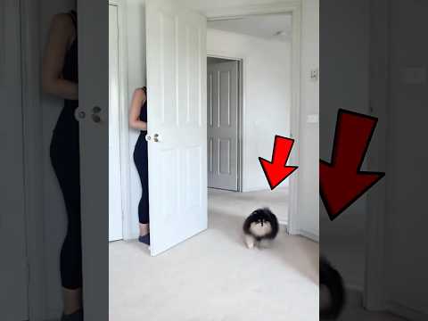 ¡NUNCA DEJES QUE TU PERRO JUEGUE AL ESCONDITE! 🫣🐕