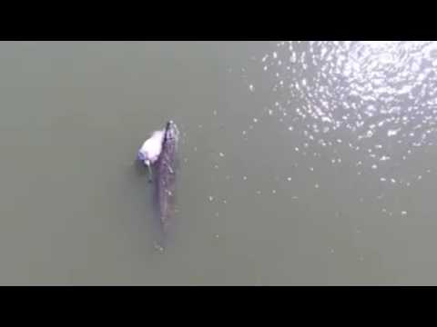 Incredible footage of crocodile with a cow