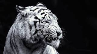 Lightnin' Rod - sport