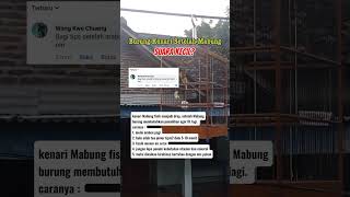 Download lagu burung kenari setelah mabung suara kecil #fyp #viral #kenari #mabung mp3 Download lagu burung kenari setelah mabung suara kecil #fyp #viral #kenari #mabung mp3