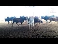 Red Cow V S Black Bull Full Hd Sex Video Animals Lovers Rajasthan