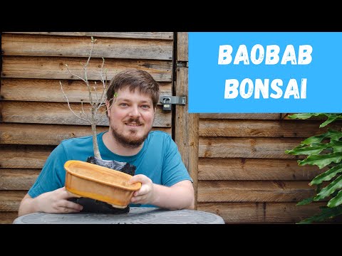 From nursery stock to bonsai - Baobab Tree