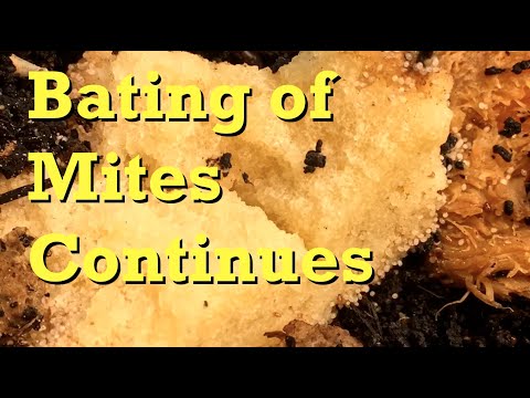 Reset of bread bait for mites in worm bin with close-ups - vermicomposting