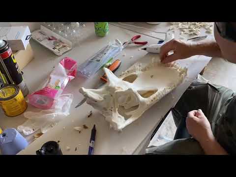 Alligator skull taxidermy..!!