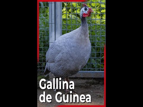 , title : 'Gallina de Guinea o Pintada Común'