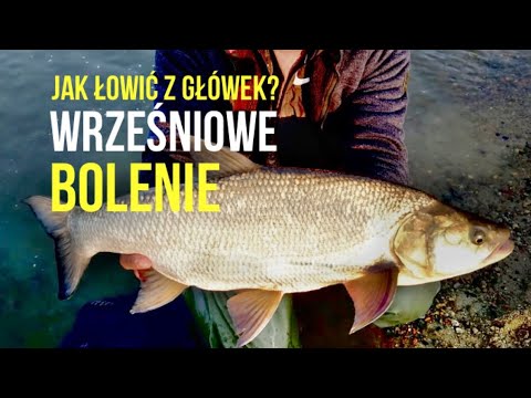 BOLENIE - jak, gdzie i kiedy łowić bolenie z rzecznych główek
