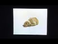 Sesame Street William Wegman Cock Crow Nursery Rhymes 1999