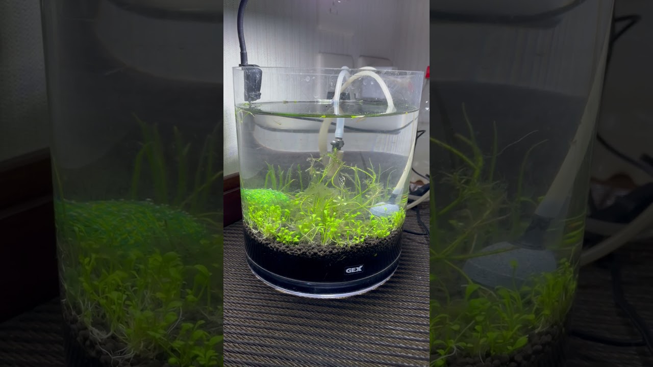 アクアリウム1週間目