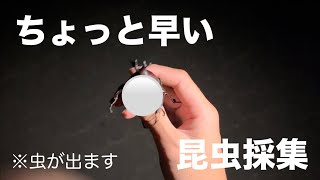 ちょっと早いけどミヤマクワガタを探しにいってみる【昆虫採集】