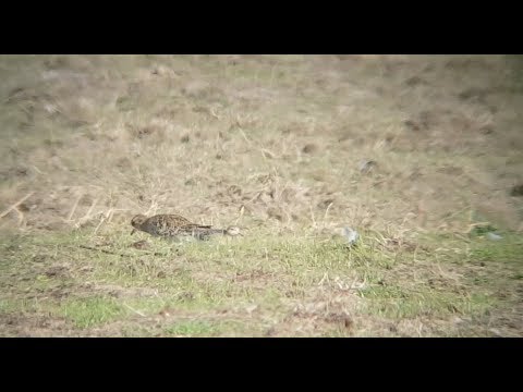 Buff-breasted sandpiper next to Golden plover - Blonde Ruiter naast Goudplevier