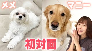 メンバーのワンちゃん同士ついに初対面！マニーの元気さにメメびっくり？！