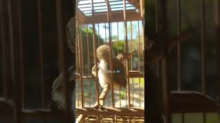 Download lagu Meloloh anakan prenjak lumut  [Jangan Protes terhadap proses] mp3