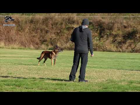 Gamle Bryn av Staalhjerte   B