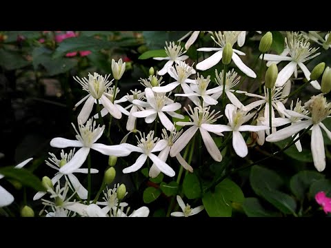 download lagu mp3 mp4 Bridal Bouquet Plant, download lagu Bridal Bouquet Plant gratis, unduh video klip Bridal Bouquet Plant