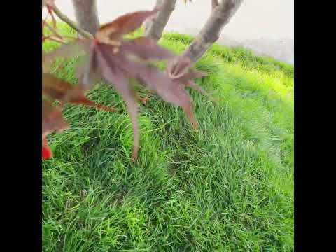 Sofaia - Les arbres rouges ( official music video )