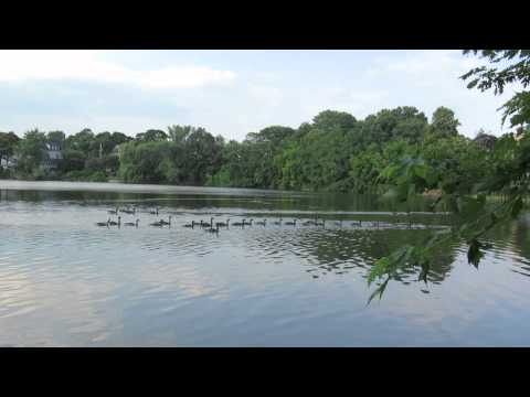 Geese swimming in a long row El Pond Melrose,Ma 7/16/13