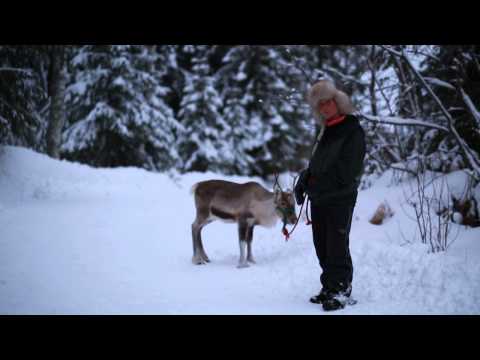 Renar Del 3 ( 12 dagar kvar )