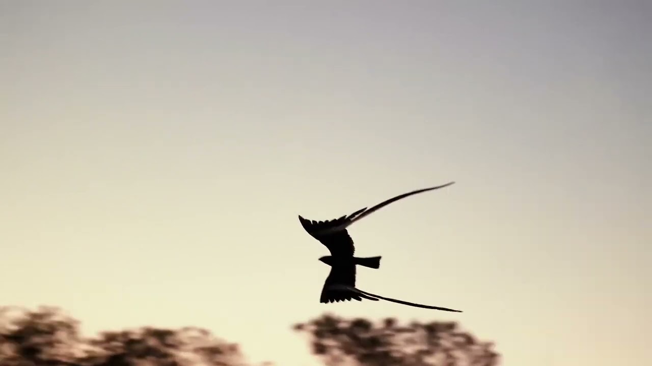 夜空に舞うリボンの妖精!ペナントウィングドナイトジャーの幻想的な姿