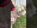 How to Inject a Sheep