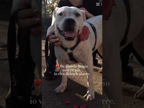 Regalo Opi splendida dogo argentino cerca famiglia 