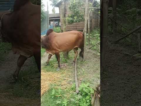 cwo big subscribe 🔥🔥🫧🙏🙏🙏🙏❤️❤️🔥🔥🔥🔥🔥