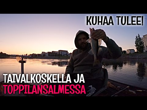AHVENEN JA KUHAN JIGAUS - TOPPILANSALMESSA ON PALJON KALAA