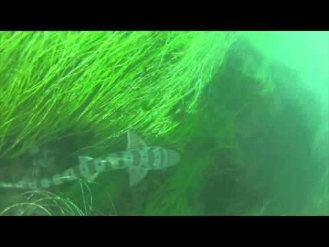 Saw a Leopard shark at Topanga Beach GoPro HERO2 HD