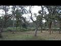 Mudumalai Forest Surounding Travel Videos