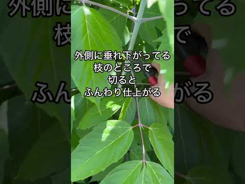 すぐに成長する木は、レイランドサイプレスから隠れるために葉を失うことはありません