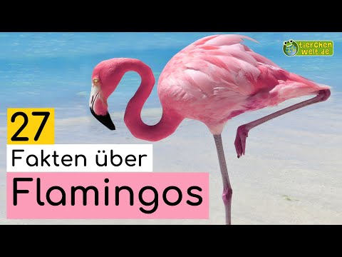 27 Steckbrief-Fakten über Flamingos - Doku-Wissen über Tiere - für Kinder