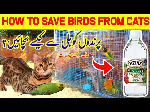 How to save your birds from cat's attack || simple tips || AF Birds