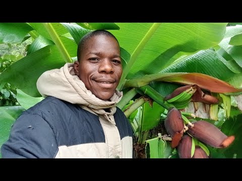 This BANANA variety is Amazing 🤩. Shorter BUT Fruitful 