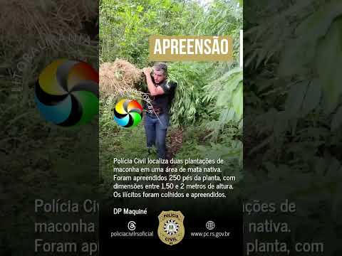 Plantação de maconha mobiliza investigação da Polícia Civil no Litoral Norte