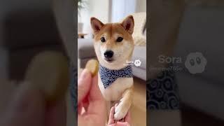 おやつが欲しい柴犬