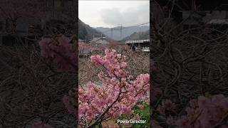 満開の河津桜の奥に「何か」が現る！