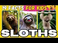 Unleashing the Cuteness: 19 Fascinating Sloth Facts For KIDS
