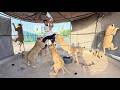 Turab Lions K Cage Main Chla Gea