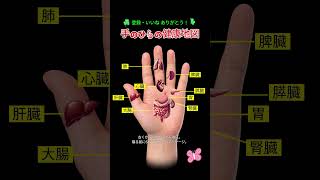 手のひらに隠された体の秘密マップ #手の反射区 #手ツボ #民間療法 #伝統健康法#セルフケア #寝る前習慣 #健康豆知識#ハンドマッサージ #リラックス