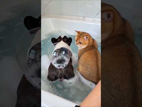 فقاعة صابون صغيرة تسببت في شجار مضحك بين الجرو والقطة 😂🐶🐱~#shorts